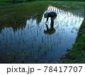 田植えの農夫　　新潟の田園風景 78417707