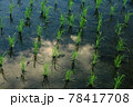 春の田んぼの風景　　　 78417708