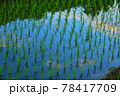 春の水田の風景　　　　新潟田んぼ 78417709