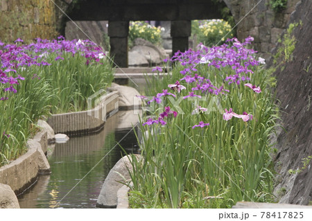 玉名市 高瀬 花菖蒲、 玉名市 高瀬 花菖蒲、 78417825