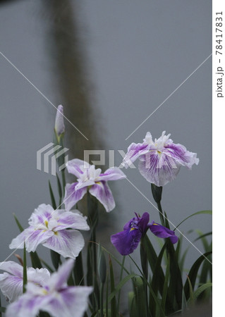 玉名市 高瀬 花菖蒲、 玉名市 高瀬 花菖蒲、 78417831