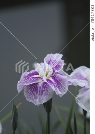 玉名市　高瀬　花菖蒲、 78417833