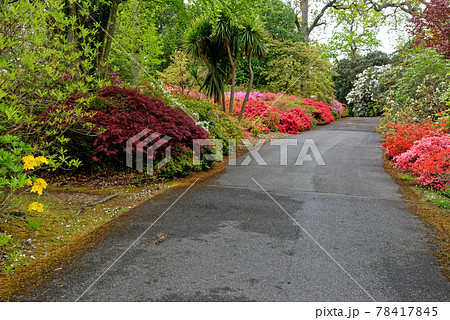 Spring in the grounds of Exbury gardens 78417845