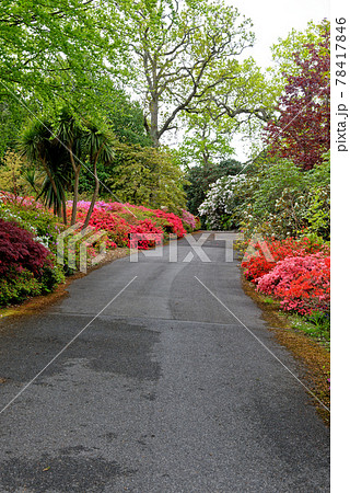 Spring in the grounds of Exbury gardens 78417846