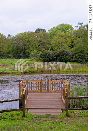 Dragonfly Pond in spring in the grounds of Exbury gardens 78417847