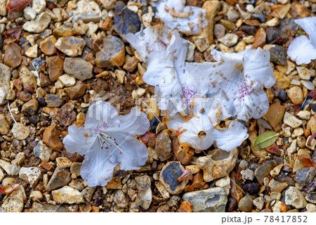 Rhododendron background - flowers ans rocks 78417852