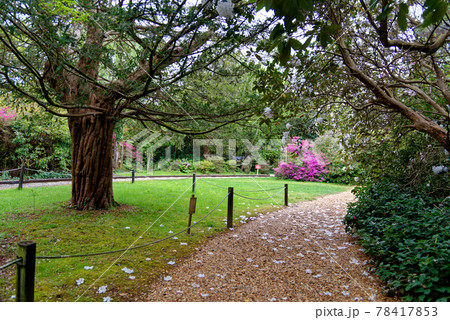 Spring in the grounds of Exbury gardens 78417853