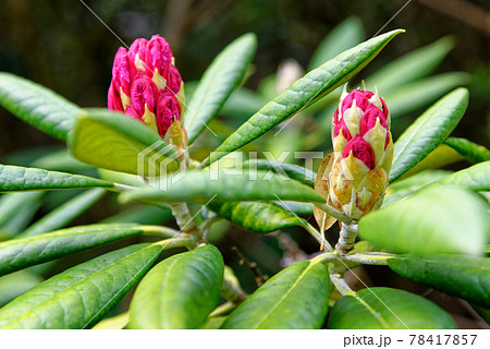 Chelsea Reach Rhododendron - flowers and leaves in spring Chelsea Reach Rhododendron - flowers and leaves in spring 78417857