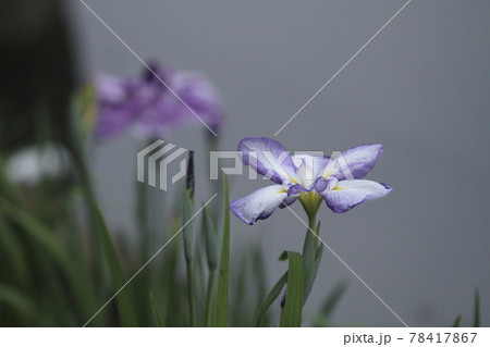 玉名市 高瀬 花菖蒲、 玉名市 高瀬 花菖蒲、 78417867