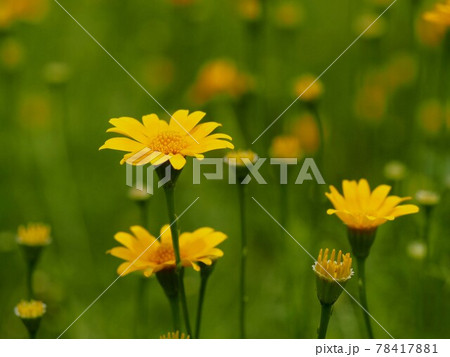 ダールベルグデージーの黄色い花と蕾 ダールベルグデージーの黄色い花と蕾 78417881