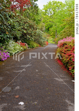 Spring in the grounds of Exbury gardens 78417898