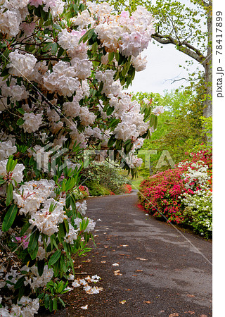 Spring in the grounds of Exbury gardens 78417899