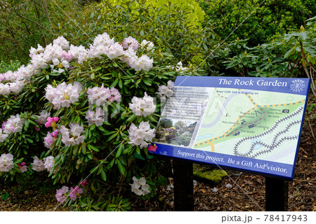 Spring in the grounds of Exbury gardens Spring in the grounds of Exbury gardens 78417943