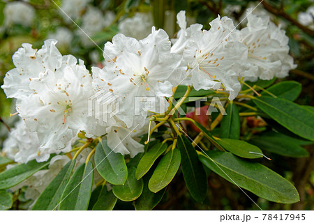 Chelsea Reach Rhododendron - flowers and leaves in spring Chelsea Reach Rhododendron - flowers and leaves in spring 78417945