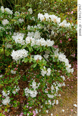 Chelsea Reach Rhododendron - flowers and leaves in spring Chelsea Reach Rhododendron - flowers and leaves in spring 78417947