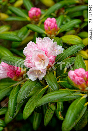 Chelsea Reach Rhododendron - flowers and leaves in spring Chelsea Reach Rhododendron - flowers and leaves in spring 78417949