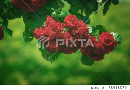 深紅の薔薇の写真素材