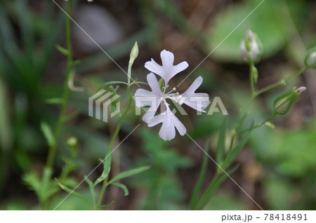 山字草 山字草 78418491