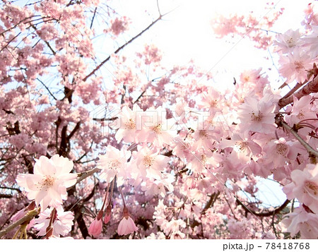 満開の桜の木を下から覗く 78418768
