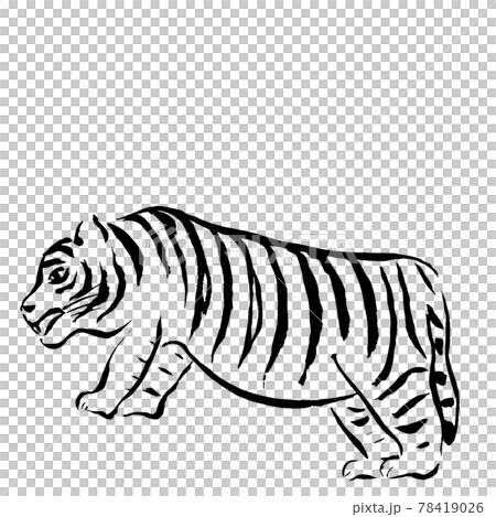 用線條繪製的老虎（手繪墨水插圖） 78419026