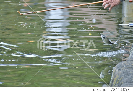 ヘラブナ釣り ヘラブナ釣り 78419853