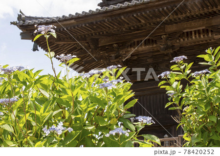 紫陽花 紫陽花 78420252