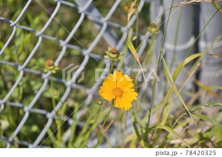 隠れた黄色い花 隠れた黄色い花 78420325