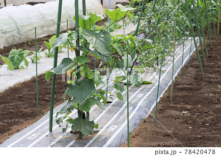 ツルが伸び始めたキュウリ　夏野菜の畑 78420478