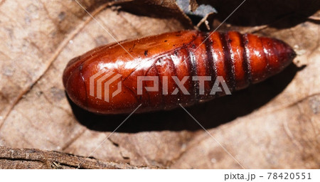 Insect cocoon on the ground closeup photo Insect cocoon on the ground closeup photo 78420551