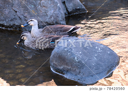 夕陽が反射した黄金色の水面を泳ぐカルガモのツガイ 78420560