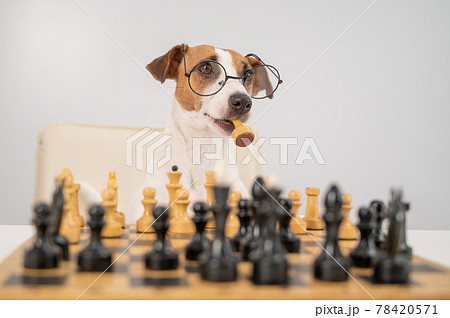 Smart dog jack russell terrier in glasses plays chess and holds a queen in his mouth on a white background. 78420571
