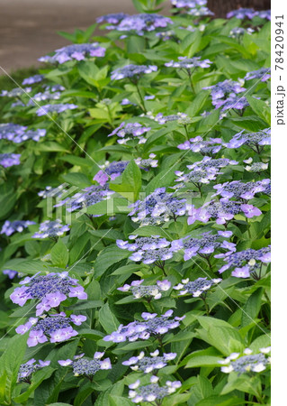 可憐な花びらをつける薄紫色のガクアジサイ 可憐な花びらをつける薄紫色のガクアジサイ 78420941