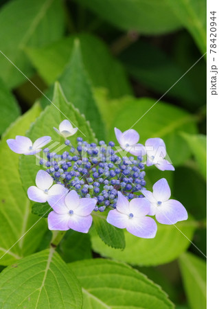 可憐な花びらをつける薄紫色のガクアジサイ 可憐な花びらをつける薄紫色のガクアジサイ 78420944