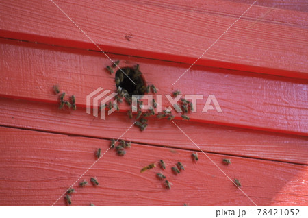 二ホンミツバチ 78421052