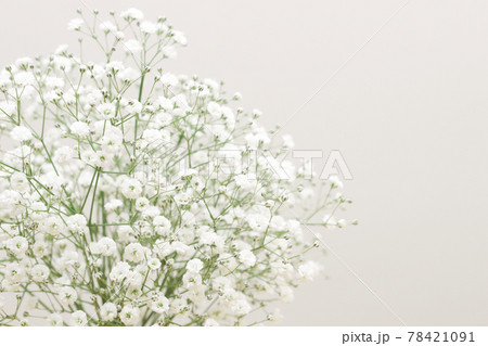 かすみ草の生花の写真素材 [78421091] - PIXTA