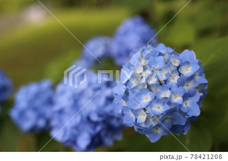 梅雨空の早朝きれいに咲く紫陽花 梅雨空の早朝きれいに咲く紫陽花 78421208