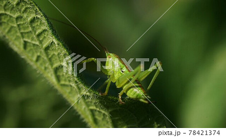 葉の上で休むヤブキリの幼虫 葉の上で休むヤブキリの幼虫 78421374