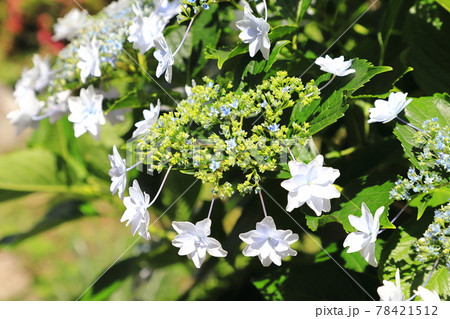 八重咲きの紫陽花 の写真素材