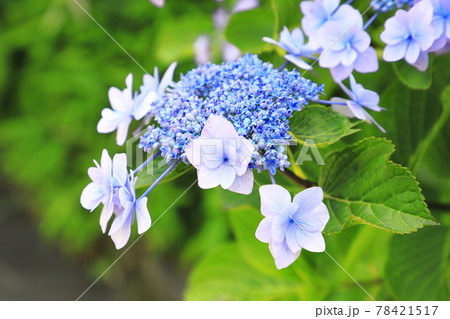 八重咲きの紫陽花 の写真素材