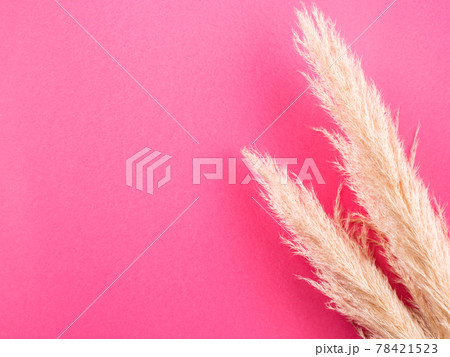 Minimal graphic background with fluffy pampas grass on pink. Minimal graphic background with fluffy pampas grass on pink. 78421523