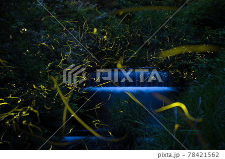 ゲンジホタルの乱舞　【初夏】 78421562