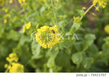 菜の花畑に菜の花が咲いています。 78421707