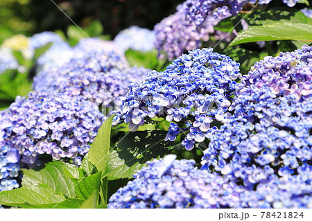 薄紫とブルーの紫陽花 薄紫とブルーの紫陽花 78421824