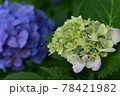晴れの日の上野公園不忍池のあじさい 78421982