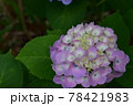 晴れの日の上野公園不忍池のあじさい 78421983