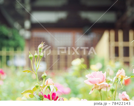 バラの季節のおふさ観音 バラの季節のおふさ観音 78422143