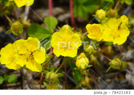 キジムシロ キジムシロ 78422163