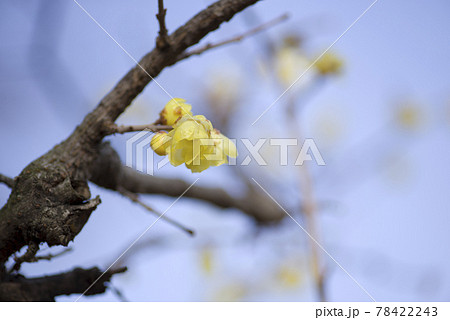 ソシンロウバイ（素心蝋梅）の黄色い花が咲いています。 78422243
