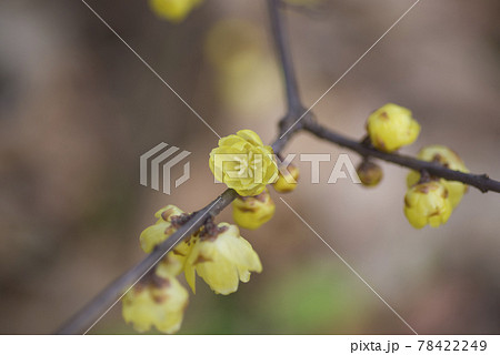 ソシンロウバイ（素心蝋梅）の黄色い花が咲いています。 78422249
