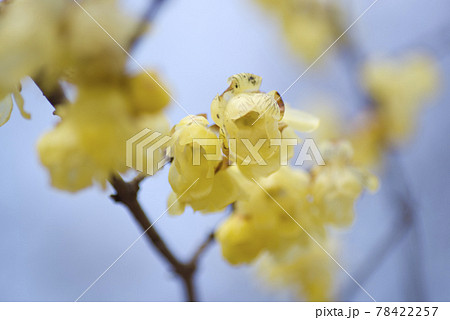 ソシンロウバイ（素心蝋梅）の黄色い花が咲いています。 78422257